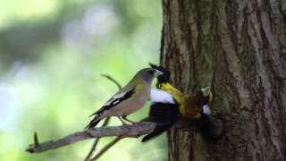 Evening Grosbeak courtship display [upl. by Assiran]