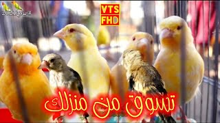 سوق بودواو 060821 بجودة عالية Marché des oiseaux Boudouaou 1080p [upl. by Dett]