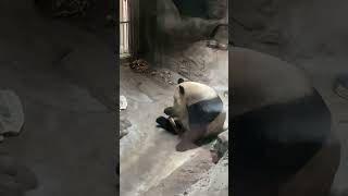 Panda 🐼 eating Bamboo Panda CutePanda [upl. by Terhune]