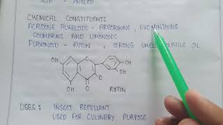 Ruta in pharmacognosy  Ruta Flavonoids  Rutin  Acridone alkaloids  uses of Ruta pharmacognosy [upl. by Llemaj339]