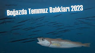 Boğazda Temmuz Balıkları 2023 İstanbul [upl. by Mcquade852]