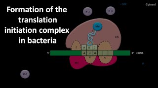 Translation initiation complex formation in bacteria [upl. by Wehner193]