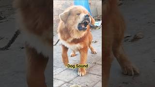 Angry Pet Dog Barking Vs Street dog Barking  Dog Sound loud shorts dog ytshort [upl. by Netloc]