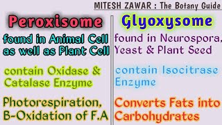 Peroxisome structure and function [upl. by Elinnet375]