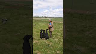 Gundog Training Steadiness and Marking using a remote dummy launcher dogtraining labrador dog [upl. by Eeb996]