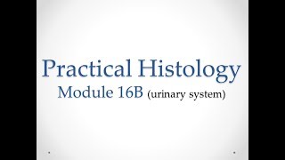 Practical Histology  Module 16B Urinary system  Assessment [upl. by Alaj296]