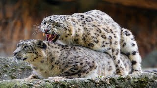 Wild Romance Exploring the Intense Beauty of Leopard Mating Season [upl. by Gareri]