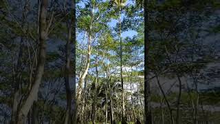 paper tree or falcata tree ang taastree falcatashorts shortvideo short shortsfeed [upl. by Roleat]