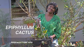 How to Propagate And Repot The Epiphyllum Plant  The Orchid Cactus [upl. by Eceinal]