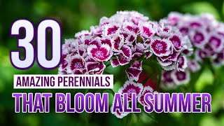 30 Amazing Perennials That Bloom All Summer [upl. by Nasus]