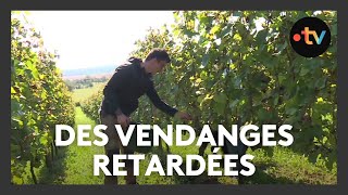 Les vendanges sont retardées dans la Meuse [upl. by Bonaparte475]