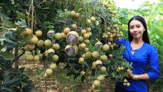 Harvest Longan fruit and make dessert in my homeland [upl. by Rosel]