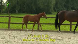 Veulenveiling Dronten  55  Uniek K S  McLaren x Dream Boy [upl. by Ahsienat900]