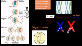 4 Chromosomes and Inheritance HSC biology [upl. by Sheelah]