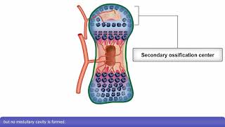 Osteogenesis Endochondral Bone Formation [upl. by Rhett]