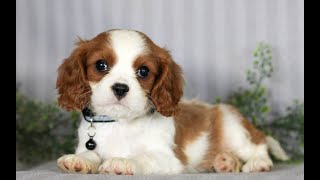 Cavalier King Charles Spaniel Puppies for Sale [upl. by Nohpets257]