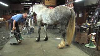 Shoeing a Draft Horse  Tips and Techniques Part 2 Rear Hoof Trimming [upl. by Gigi]