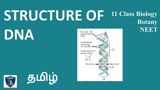 Structure of DNA in Tamil  Biomolecules  Botany I Class 11  TNSCERT  NEET  Science Easy Tech [upl. by Adnirual]