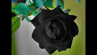 Top 10 beautiful flowersRoseRose FlowerBeautiful RosesBeautiful Rose Flowers PART 1 [upl. by Nwadahs]