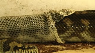 Carpet Python Perfect Shed [upl. by Dylane830]