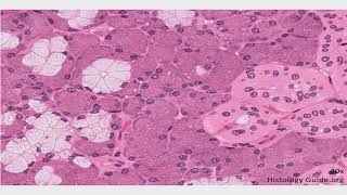 Histología del sistema digestivo Glándulas anexas CAPÍTULO 14 [upl. by Ecnerual]