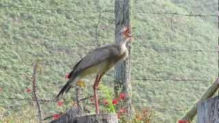 Redlegged Seriema Cariama cristata [upl. by Aitital]