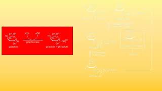 20 Metabolism of Fructose Galactose and Mannose [upl. by Edialeda]