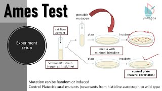 Ames Test II Detection of possible mutagens II Experiment to check mutations using Ames Test [upl. by Ellehs]