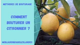 Comment bouturer un citronnier   Monjardindansleslandes [upl. by Nyberg11]