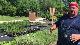 Tips on Over Wintering Ornamental Grasses in Containers [upl. by Attevaj866]