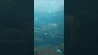 Puffin diving monkeysspinningmonkeys [upl. by Euqinobe360]