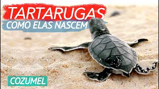 VIDA DAS TARTARUGAS MARINHAS  Cozumel México [upl. by Ahseiyt]