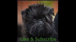 Affenpinscher [upl. by Kelsi]