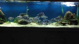 300g African Cichlid Natural Aquascape [upl. by Ahseena768]