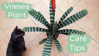 Vriesea Plant Care Tips The Bromeliad With The Flaming Sword Flower  Joy Us Garden [upl. by Darby890]