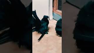 morpankhi  pigeon  audience like and subscribe answer [upl. by Addam]