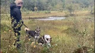 Magical Sweden Crane birds  zweden westsiberianlaika siberiandogs [upl. by Ael764]