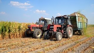 Silózás 2013 Zetor 16145 Fortschritt E281 T150K MTZ [upl. by Anatsirhc129]