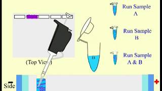 Electrophoresis [upl. by Ventura]