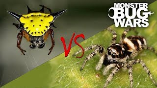 Tiger Jumping Spider vs Yellow Jumping Spider  MONSTER BUG WARS [upl. by Inalan640]