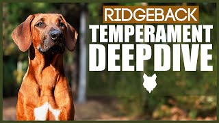 RIDGEBACK TEMPERAMENT DEEPDIVE [upl. by Reagan]