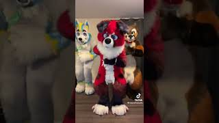 Fursuit Dance  furry furries furrys furrytrash fursuit fursuitdance fursuiter fursuitmaker [upl. by Adamo]