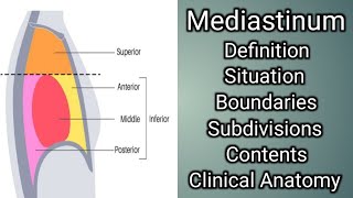 Mediastinum [upl. by Ientruoc]