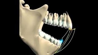 Movimentos Mandibulares [upl. by Elurd]