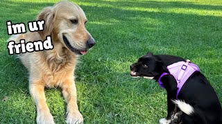 How my Gentle Golden Retriever Transformed this Terrified Rescue Puppy [upl. by Quennie]