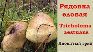 Двойник зеленушки Рядовка еловая  ядовитый гриб Tricholoma aestuans [upl. by Cram]