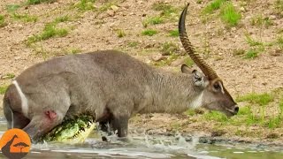 Waterbuck Escapes the Jaws of a Crocodile [upl. by Nidnerb]