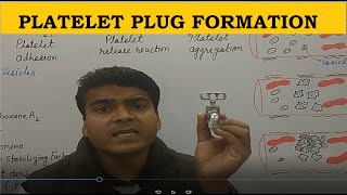 Platelet Plug Formation  HEMOSTASIS  NEET BIOLOGY  BPHARM ANATOMY LECTURE [upl. by Netnilc]