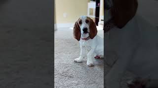 Basset puppies win… every time 🌸 shortsvideo [upl. by Anar839]