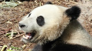 Reuzenpanda Tian Bao voedertijd  Nourrissage panda  Giant panda feeding time  Pairi Daiza 2018 [upl. by Farmelo]